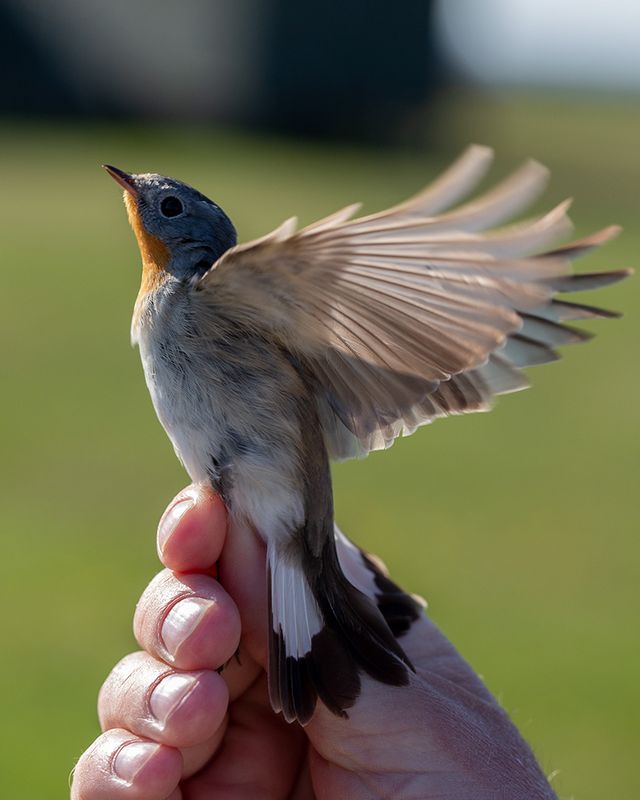 Red-breasted Flycatcher (Ficedula parva)