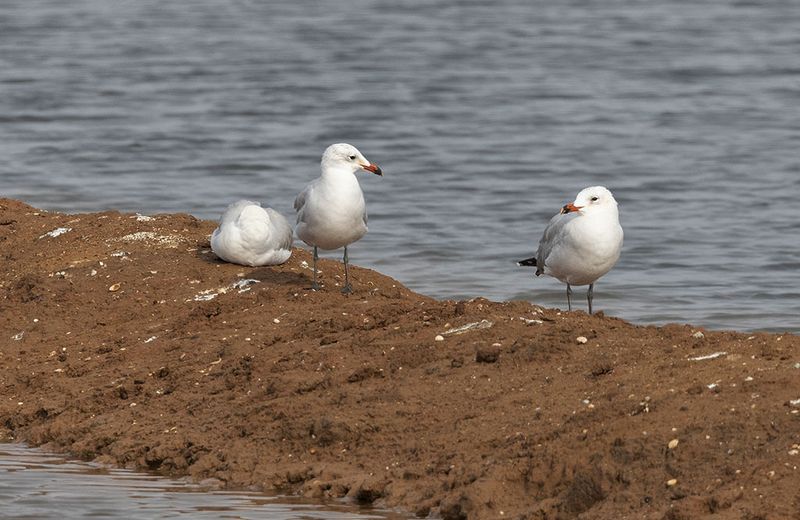 Audouins Gull (Ichthyaetus audouinii)