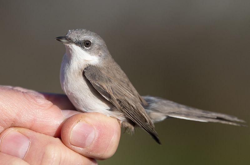 Lesser Whitethroat (Curruca curruca)