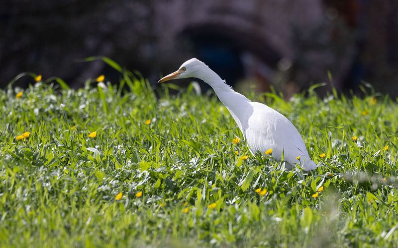 Western Cattle Egret (Bubulcus ibis)