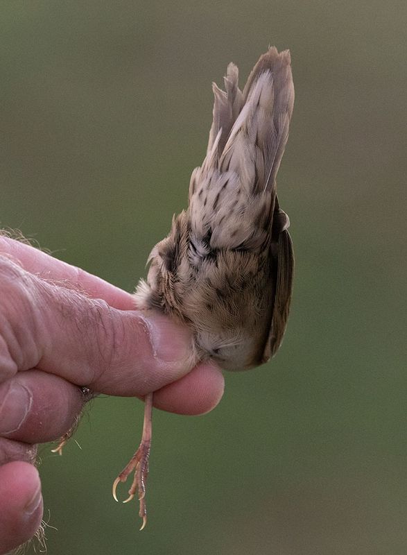 Common Grasshopper Warbler (Locustella naevia)	
