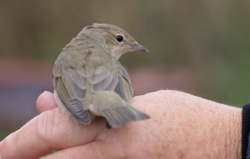 Garden Warbler (Sylvia borin)