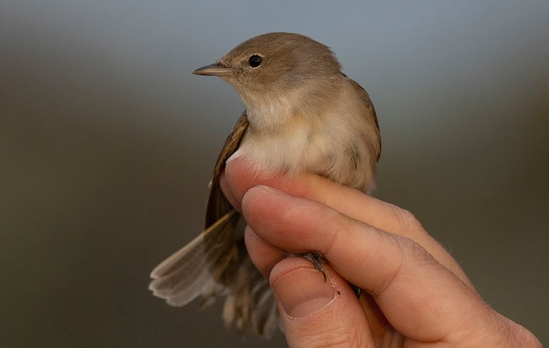 Garden Warbler (Sylvia borin)	