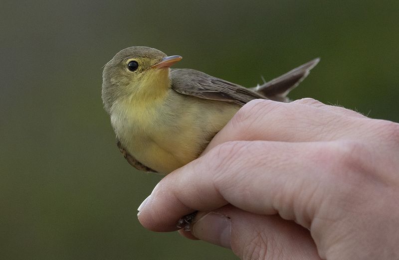 Icterine Warbler (?Hippolais icterina)