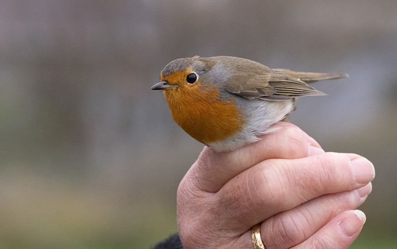 European Robin (Erithacus rubecula), eastern