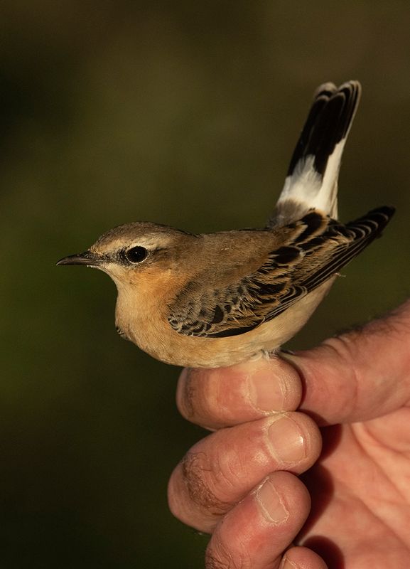 Northern Wheatear (Oenanthe oenanthe)