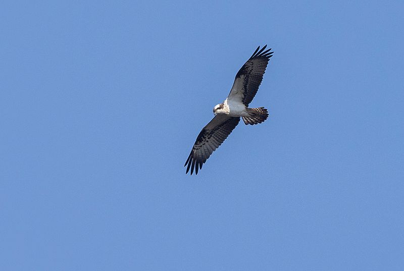 Osprey (Pandion haliaetus)