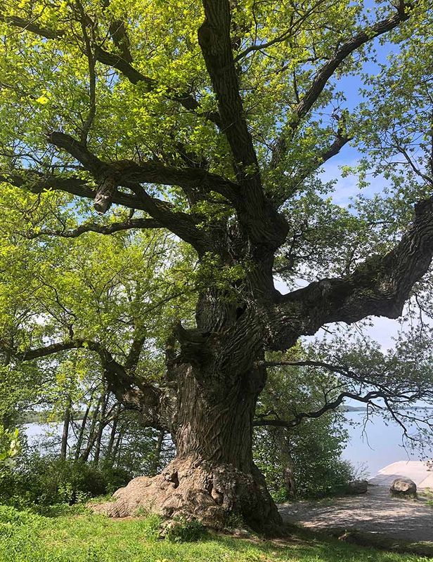 Ek (Quercus robur)	