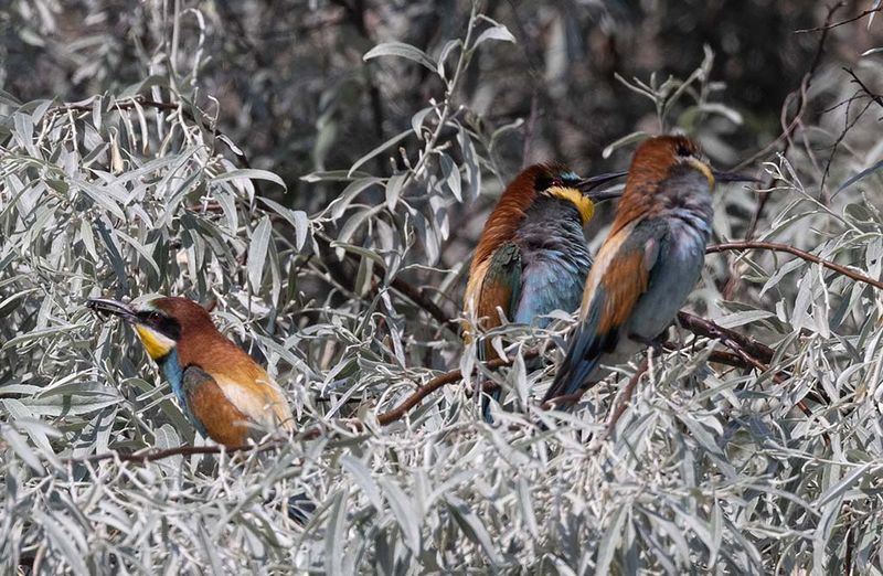 European Bee-eater (Merops apiaster)	
