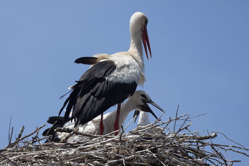 White Stork (Ciconia ciconia)