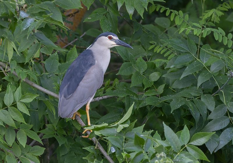 Black-crowned Night Heron (Nycticorax nycticorax)