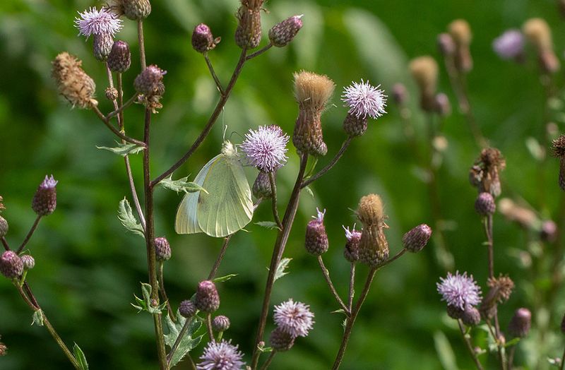 Klfjril (Pieris brassicae)