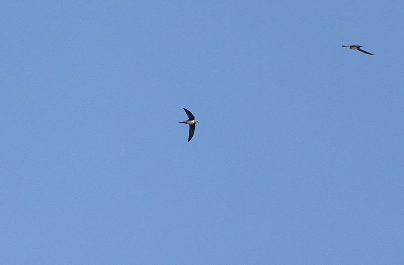 Alpine Swift (Tachymarptis melba)