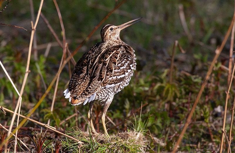 Great Snipe (Gallinago media)	