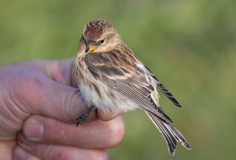 Lesser Redpoll (Acanthis cabaret)