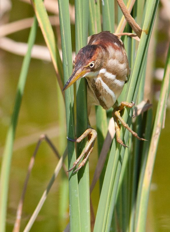 Least Bittern (Ixobrychus exilis)