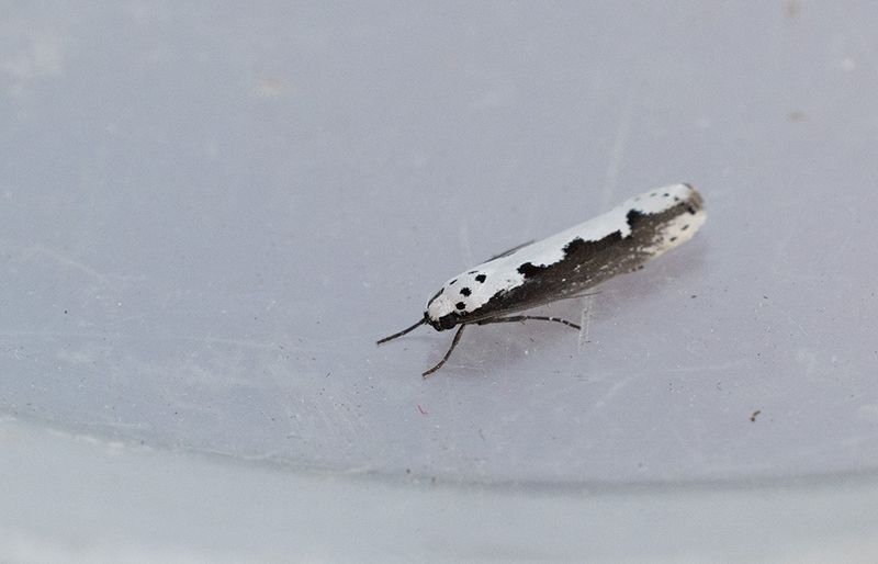 Bleldsorgmal (Ethmia bipunctella)