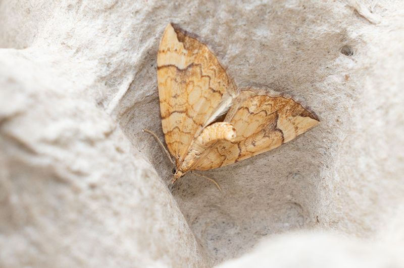 Blbrsparkmtare (Eulithis populata)