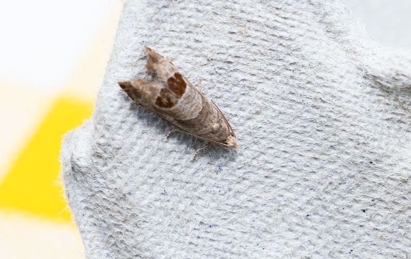 Bjrnbrsvecklare (Notocelia uddmanniana)