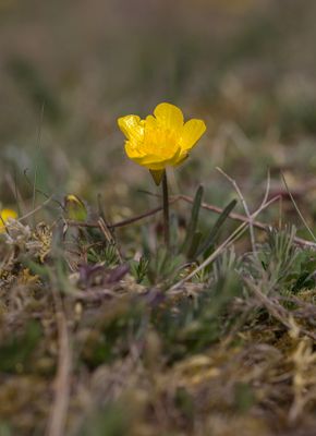 Knlsmrblomma (Ranunculus bulbosus)