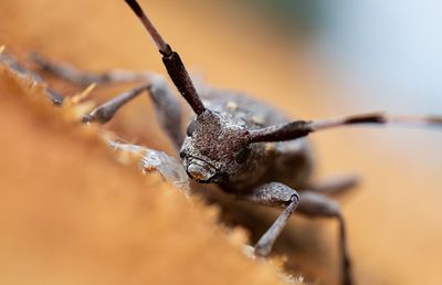 Strre timmerman (Acanthocinus aedilis)	