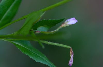 Källdunört (Epilobium alsinifolium)