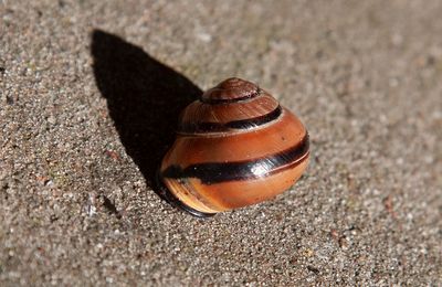 Parksnäcka (Cepaea nemoralis)