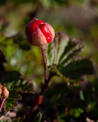 Hjortron (Rubus chamaemorus)