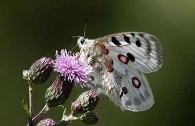 Butterflies in Sweden