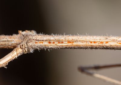 Nässelplätt (Calloria neglecta)