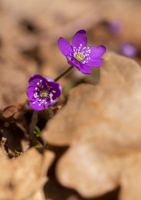 Blsippa (Hepatica nobilis)