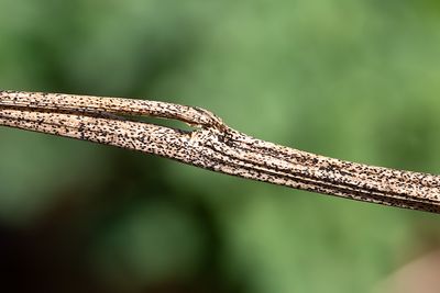 Pionsprickling (Lophodermium paeoniae)