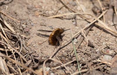 Stor svävfluga (Bombylius major)