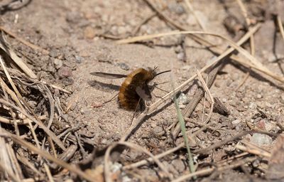 Stor svvfluga (Bombylius major)