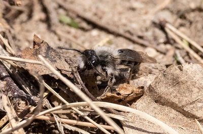 Sälgsandbi (Andrena vaga)