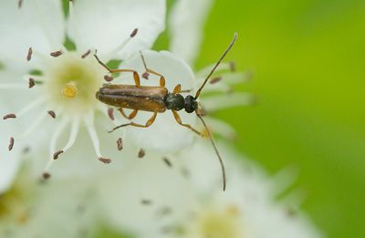 Smalblombock (Alosterna tabacicolor)