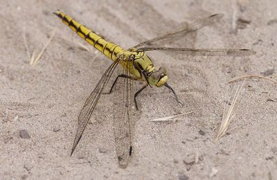 Större sjötrollslända (Orthetrum cancellatum)
