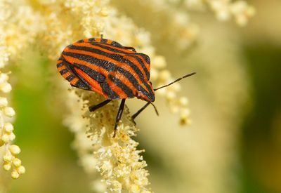 Strimlus (Graphosoma italicum)