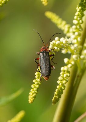 Cantharis rustica 