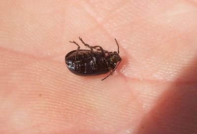 Allövbagge (Agelastica alni)