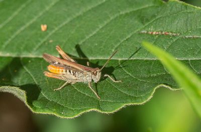 Backgrshoppa (Chorthippus brunneus)	