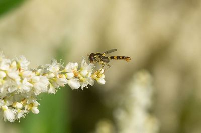 Taggslndfluga (Sphaerophoria scripta)