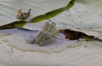 Ätlig groda (Pelophylax esculentus)