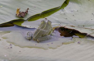 tlig groda (Pelophylax esculentus)