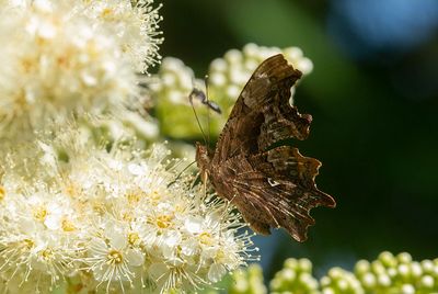 Vinbrsfuks (Polygonia c-album)	