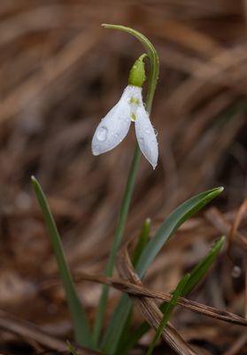 Sndroppe (Galanthus nivalis)