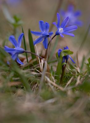 Vrstjrna (Scilla forbesii)