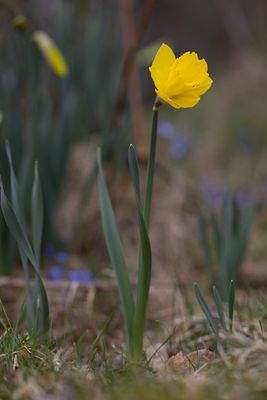 Psklilja (Narcissus pseudonarcissus)