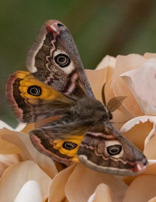 Mindre pfgelspinnare (Saturnia pavonia)