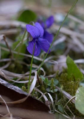 Luktviol (Viola odorata)